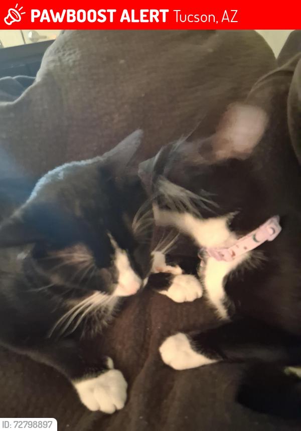 Lost Male Cat last seen Near S Norris Ave, Tucson, AZ 85713