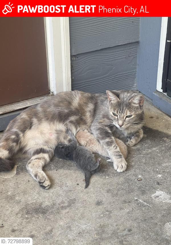 Lost Female Cat last seen Near Westside Court, Phenix City, AL 36869