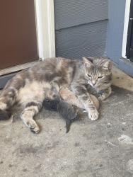 Lost Female Cat last seen Near Westside Court, Phenix City, AL 36869
