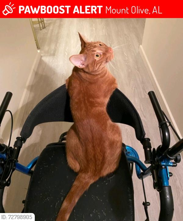 Lost Male Cat last seen Tommy Town Rd & Graham Rd, Mount Olive, AL 35117
