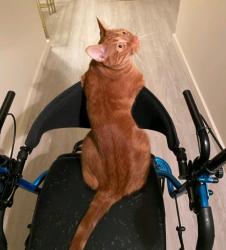 Lost Male Cat last seen Tommy Town Rd & Graham Rd, Mount Olive, AL 35117