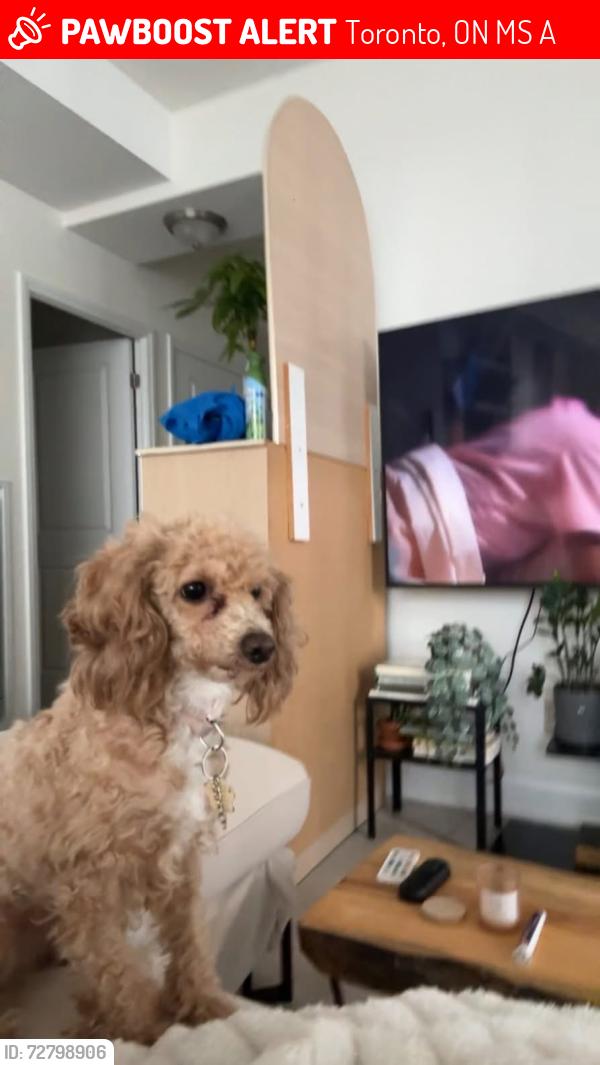 Lost Female Dog last seen Sir Casimir Gzowski Park Great Lakes Waterfront Tr Toronto ON Canada, Toronto, ON M6S 5A3