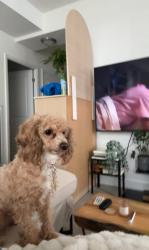 Lost Female Dog last seen Sir Casimir Gzowski Park Great Lakes Waterfront Tr Toronto ON Canada, Toronto, ON M6S 5A3