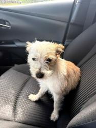 Found/Stray Female Dog last seen 22nd and Elkhorn , Sacramento, CA 95814