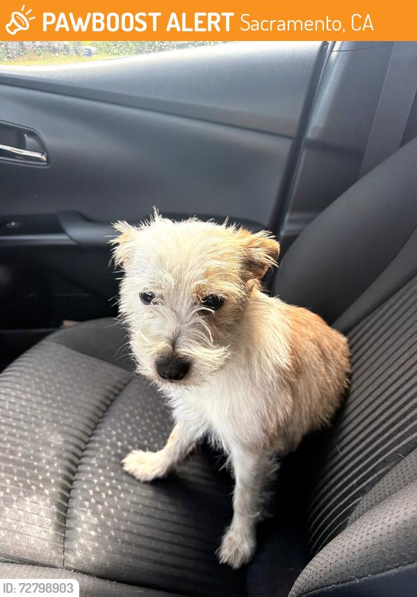 Found/Stray Female Dog last seen 22nd and Elkhorn , Sacramento, CA 95814