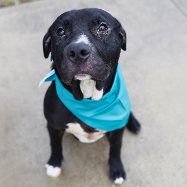 Shelter Stray Male Dog last seen Near BLOCK DANNY KAYE APT 307, San Antonio, TX 78227