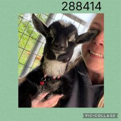 Shelter Stray Male Livestock last seen DALE DR, Macon, GA 31216