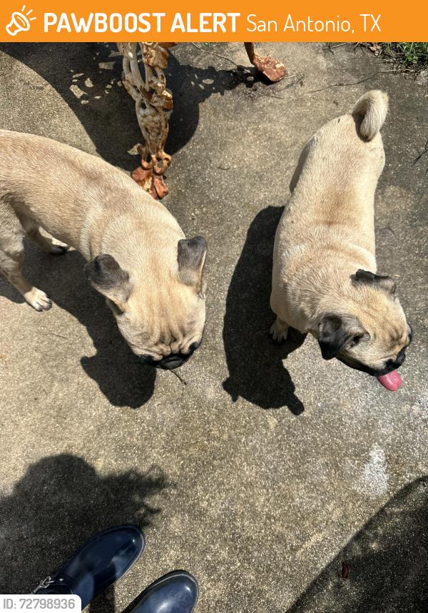 Found/Stray Male Dog last seen Evers and 410, San Antonio, TX 78228