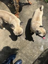 Found/Stray Male Dog last seen Evers and 410, San Antonio, TX 78228
