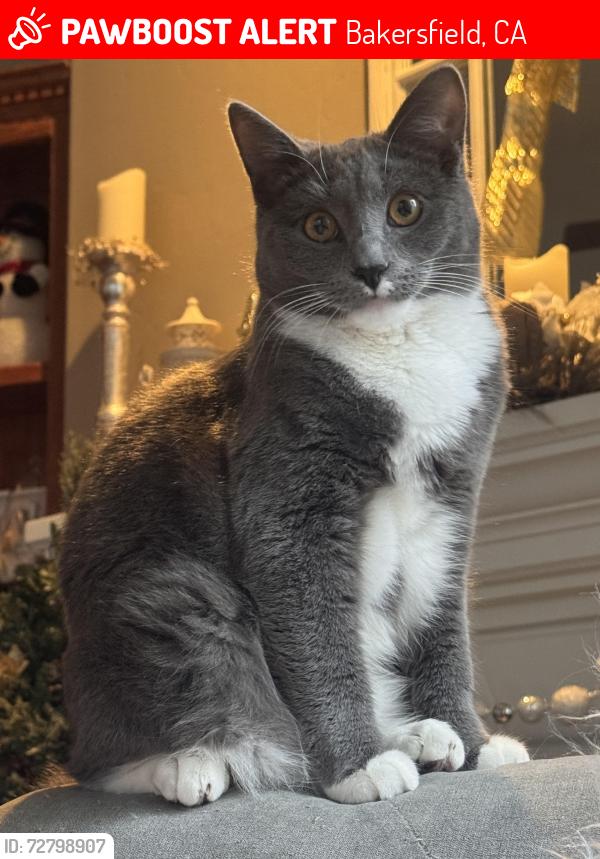 Lost Male Cat last seen palm & allen rd, Bakersfield, CA 93314
