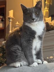 Lost Male Cat last seen palm & allen rd, Bakersfield, CA 93314