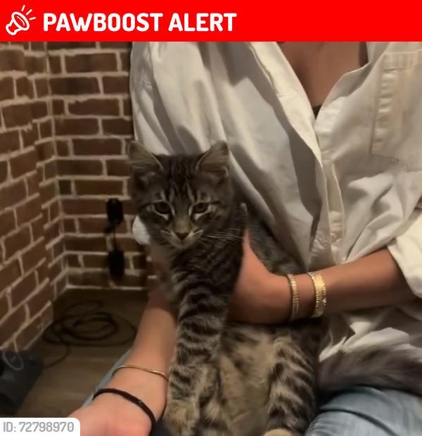 Lost Male Cat last seen Mission hills , San Juan Capistrano, CA 92675