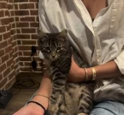 Lost Male Cat last seen Mission hills , San Juan Capistrano, CA 92675