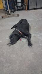 Found/Stray Male Dog last seen W street Pensacola fl, Pensacola, FL 32505