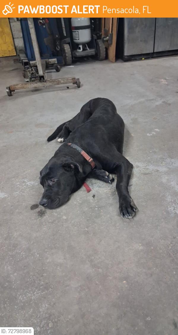 Found/Stray Male Dog last seen W street Pensacola fl, Pensacola, FL 32505