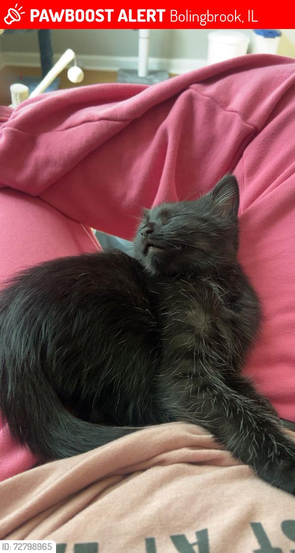 Lost Male Cat last seen Riverbend / Bolingbrook , Bolingbrook, IL 60490