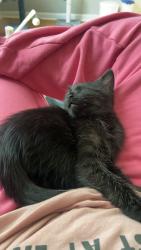 Lost Male Cat last seen Riverbend / Bolingbrook , Bolingbrook, IL 60490