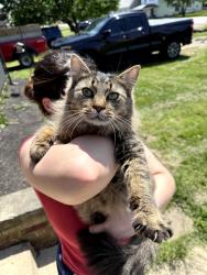 Found/Stray Unknown Cat last seen Buzzard road , Orient, OH 43146