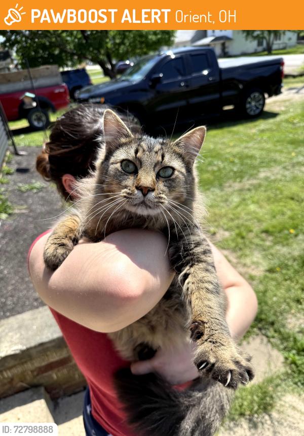 Found/Stray Unknown Cat last seen Buzzard road, Orient, OH 43146