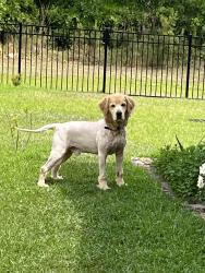 Found/Stray Male Dog last seen E Orange Ave, Tallahassee, FL 32311