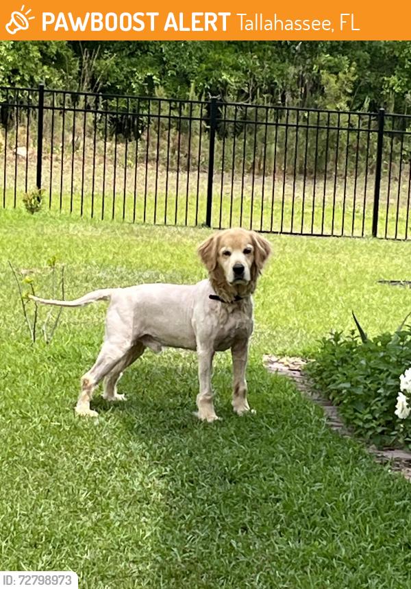 Found/Stray Male Dog last seen E Orange Ave, Tallahassee, FL 32311