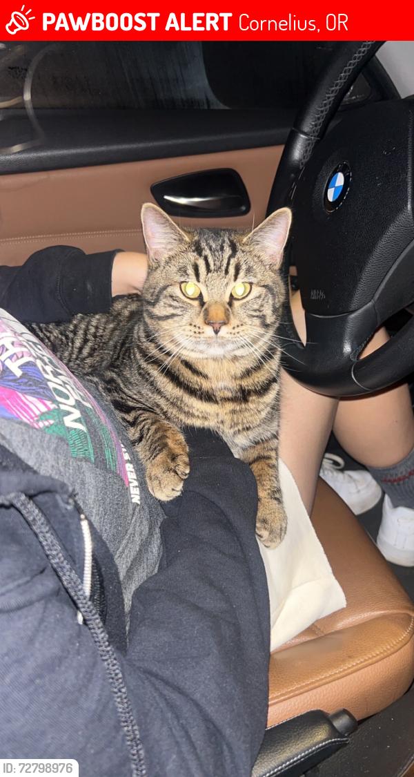 Lost Male Cat last seen Dogwood park, Cornelius, OR 97113