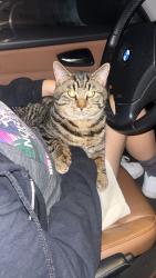 Lost Male Cat last seen Dogwood park, Cornelius, OR 97113