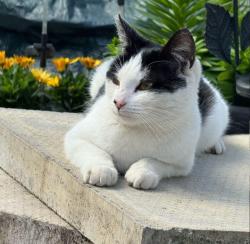 Found/Stray Unknown Cat last seen Alperton Station, Greater London, England HA0