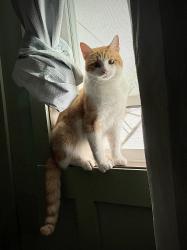 Lost Male Cat last seen Eagleton village , Maryville, TN 37804