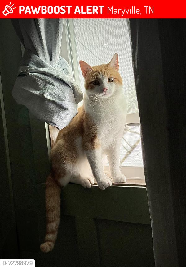 Lost Male Cat last seen Eagleton village , Maryville, TN 37804