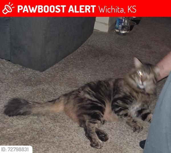 Lost Male Cat last seen Jade & Willow Way , Wichita, KS 67216
