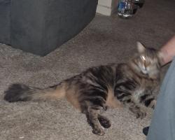 Lost Male Cat last seen Jade & Willow Way , Wichita, KS 67216