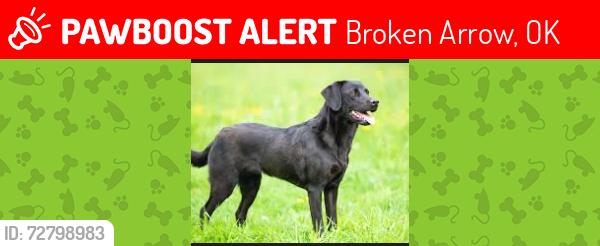 Lost Male Dog last seen by the mazzios, Broken Arrow, OK 74012