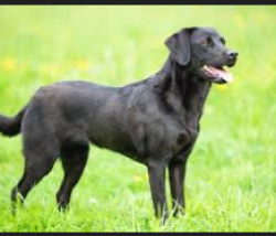 Lost Male Dog last seen by the mazzios, Broken Arrow, OK 74012