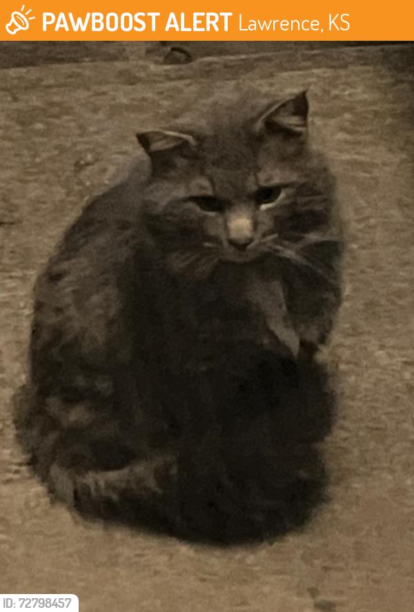 Found/Stray Unknown Cat last seen 2nd Terr and Wisconsin, Lawrence, KS 66044