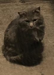 Found/Stray Unknown Cat last seen 2nd Terr and Wisconsin, Lawrence, KS 66044