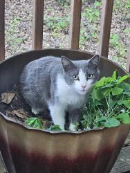 Found/Stray Female Cat last seen Frank Aiken rd, Powder Springs, GA 30127
