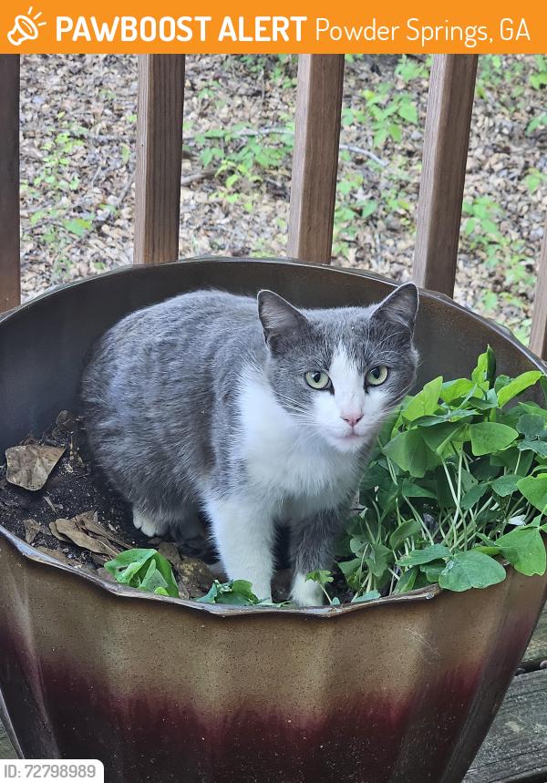 Found/Stray Female Cat last seen Frank Aiken rd, Powder Springs, GA 30127