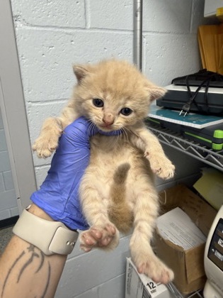 Shelter Stray Male Cat last seen New Bern, NC 28562, New Bern, NC 28562
