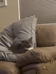 Lost Male Cat last seen Emerson and Driscoll Palm desert , Palm Desert, CA 92211