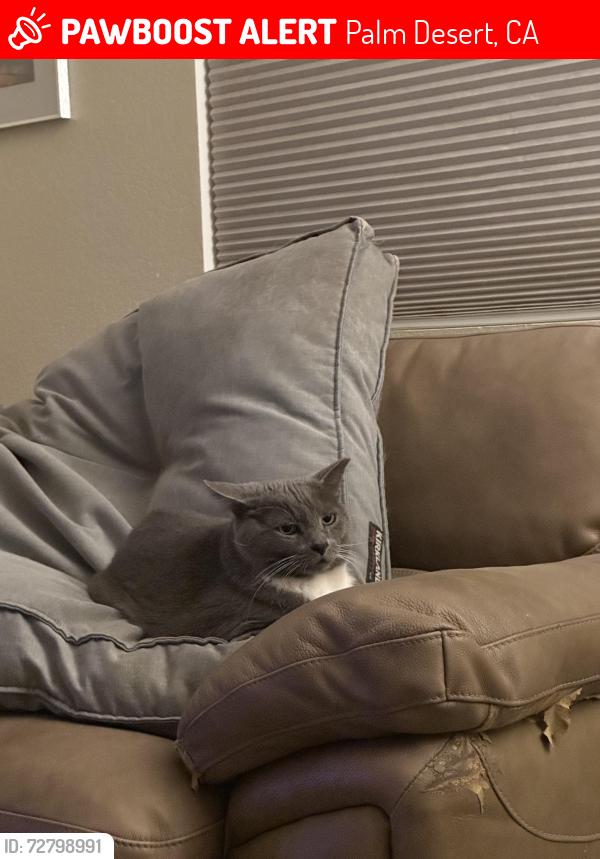 Lost Male Cat last seen Emerson and Driscoll Palm desert , Palm Desert, CA 92211