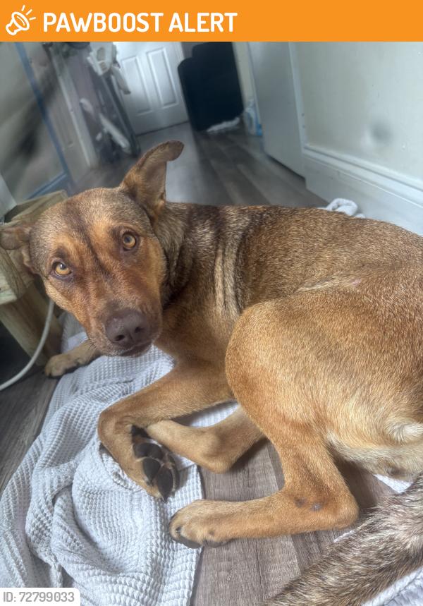 Found/Stray Female Dog last seen Richmond dr, Miami-Dade County, FL 33187