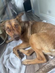 Found/Stray Female Dog last seen Richmond dr, Miami-Dade County, FL 33187