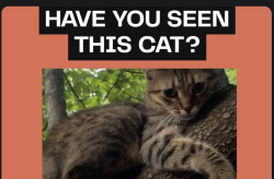 Lost Female Cat last seen Dollar General, Snellville, GA 30039