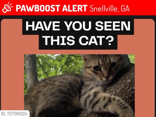 Lost Female Cat last seen Dollar General, Snellville, GA 30039