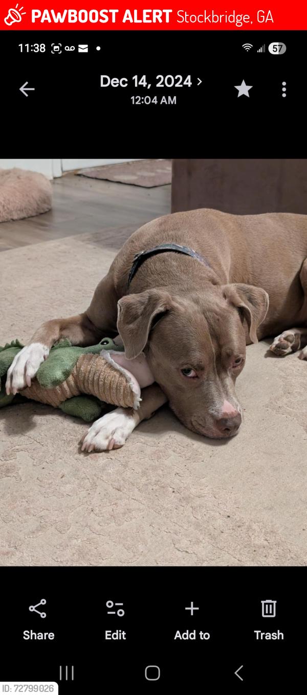 Lost Female Dog last seen Avenue 33 apmts, I-75, Mt Zion Rd, Stockbridge, GA 30281