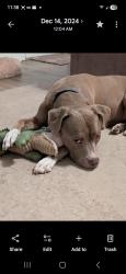 Lost Female Dog last seen Avenue 33 apmts, I-75, Mt Zion Rd, Stockbridge, GA 30281