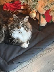 Lost Male Cat last seen pet hotel, College Station, TX 77840