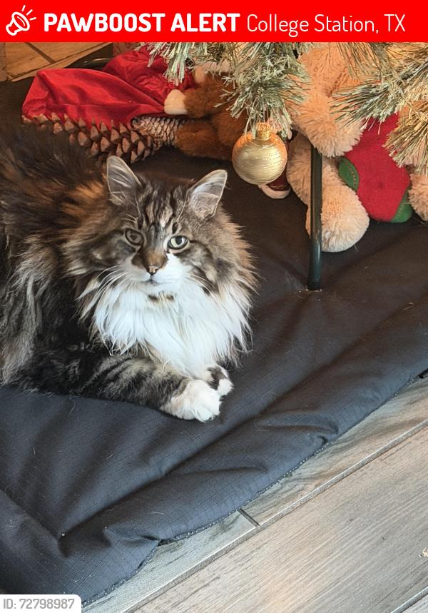 Lost Male Cat last seen pet hotel, College Station, TX 77840