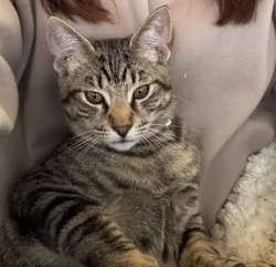Reunited Male Cat last seen Negus, Redmond, OR 97756